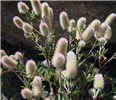 Habit Trifolium angustifolium (narrow-leaf clover); habit, showing flowers and leaves.