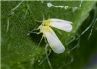 Adults Bemisia tabaci (MED) (silverleaf whitefly); two adults on a watermelon leaf.