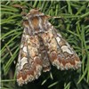 Adult Panolis flammea (pine beauty moth); adult, at light. Dresden, Saxony, Germany. April 2006.