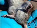 Male Rattus norvegicus (brown rat); male, showing genital area.