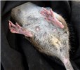 Female Rattus norvegicus (brown rat); female, showing teats and genital area.