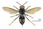 Adult Vespa velutina (Yellow-legged or Asian hornet); ventral view. Museum set specimen, originally from Jardin des Plantes, Toulouse, France. June 2013.