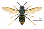 Adult Vespa velutina (Yellow-legged or Asian hornet); dorsal view. Museum set specimen, originally from Jardin des Plantes, Toulouse, France. June 2013.