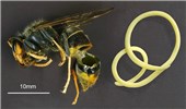 Natural enemy Vespa velutina (yellow-legged or Asian hornet); natural enemy. A montage image (not to scale) of a parasitic Mermithid nematode (probably Pheromermis vasparum) and its host, Vespa velutina. (From the paper: (2015). "Can parasites halt the invader? Mermithid nematodes parasitizing the yellow-legged Asian hornet in France". PeerJ 3: e947. DOI:10.7717/peerj.947. ISSN 2167-8359)