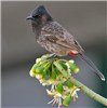Adult Pycnonotus cafer (red-vented bulbul); feeding at kapok flowers (Ceiba pentandra). Kolkata, West Bengal, India. February 2007.