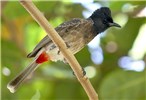 Adult Pycnonotus cafer (red-vented Bulbul). adult. Padiyathalawa, Ampara district, Sri Lanka. May 2011.