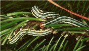 Larvae Panolis flammea (pine beauty moth); 5th instar larvae on Scots pine (Pinus sylvestris).