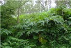 Habit Heracleum mantegazzianum (giant hogweed); habit, showing developing leaves. In leeward coastal dune vegetation, showing its vegetative habit before inflorescences emerge. Nr Den Hague, Netherlands. May 2016.