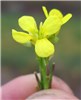 Flowers Hirschfeldia incana (shortpod mustard); close-up of flowers. Australia. May 2014.
