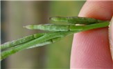 Fruits Hirschfeldia incana (shortpod mustard); Cclose-up of fruits. Australia. May 2014.