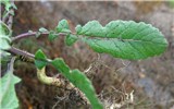 Habit Hirschfeldia incana (shortpod mustard); habit. Uprooted plant, showing upper surface of leaf. Australia. May 2014.