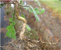 Habit Hirschfeldia incana (shortpod mustard); habit. Uprooted plant, showing root system. Australia. May 2014.