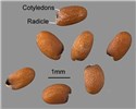 Seeds Hirschfeldia incana (shortpod mustard); seeds. A groove, delineating the position of the radicle, is barely visible on some seeds. USA.