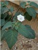 Flowering habit Datura innoxia (downy thorn apple); flowering habit. Tel Aviv University train station, Tel Aviv, Israel. January 2002.