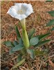 Flowering habit Datura innoxia (downy thorn apple); flowering habit. nr. Hyderabad, India. March 2009.