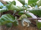 Fruiting habit Datura innoxia (downy thorn apple); fruiting habit, with split seedpod. Tel Aviv University train station, Tel Aviv, Israel. December 2005.