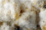 Infestation Paracoccus marginatus (papaya mealybug); infestation.