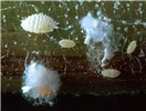 Adults Paracoccus marginatus (papaya mealybug); adults. Several female papaya mealybugs (1/16 to 1/8 inch long) and two web masses on a stem of a red potato sprout.