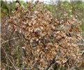 Habit, seeding Mikania micrantha (bitter vine); habit, bursting into seed early in winter at an abandoned nursery. Homestead, Florida, USA. December 2010.