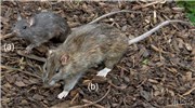 Species comparison Rattus species comparison; (a) Rattus rattus (black rat). (b) Rattus norvegicus (brown rat). Museum mounted taxidermy specimens.