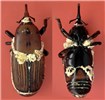 Natural enemy Rhynchophorus ferrugineus (red palm weevil); natural enemy. Dorsal and ventral views of Beauveria bassiana, sporulating on the cadaver of a red palm weevil.