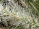 Seedhead Pennisetum setaceum (fountain grass); close-up of seedhead. Green Cay Nature Center, Boynton Beach, Florida, USA. July 2016.