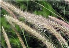 Inflorescences Pennisetum setaceum (fountain grass); inflorescences, habit. Green Cay Nature Center, Boynton Beach, Florida, USA. September 2009.