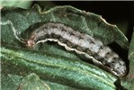 Larva Spodoptera frugiperda (fall armyworm); larva on tomato (Lycopersicon esculentum).