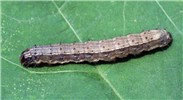 Larva Spodoptera frugiperda (fall armyworm); larva, on cotton (Gossypium hirsutum L.). USA.
