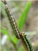 Larva Spodoptera frugiperda (fall armyworm); larva on hay grass. USA. August 2006.