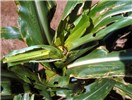 Larval damage Spodoptera frugiperda (fall armyworm); larval damage in whorl of maize (Zea mays).