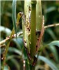 Larval damage Spodoptera frugiperda (fall armyworm); larval damage on maize (Zea mays).