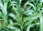 Larval damage Spodoptera frugiperda (fall armyworm); larval damage on sorghum (Sorghum bicolor).
