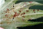 Larvae Spodoptera frugiperda (fall armyworm); early instar larvae (arrowed), and damage on cotton boll bract (Gossypium hirsutum).