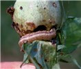 Larval damage Spodoptera frugiperda (fall armyworm); severe larval damage on cotton boll (Gossypium hirsutum).