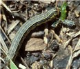 Larval cannibalism Spodoptera frugiperda (fall armyworm); larval cannibalism. Honduras.