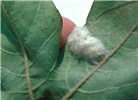 Egg mass Spodoptera frugiperda (fall armyworm); egg mass on cotton (Gossypium hirsutum).