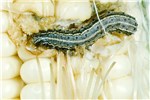 Larva Spodoptera frugiperda (fall armyworm); larva on maize cob. The larvae, which are marked with a distinct inverted "Y" on the front of the head, feed on a wide variety of plants, and are a particular problem in fall seeded alfalfa and wheat. Milo, sweet corn, and field corn also are important hosts. Laboratory image. USA.