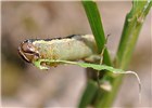 Larva Spodoptera frugiperda (fall armyworm); larva feeding on rice (Oryza sativa).