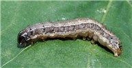 Larva Spodoptera frugiperda (fall armyworm); larva, on cotton (Gossypium hirsutum). USA.