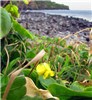 Habit Vigna marina (beach bean); habit and habitat, showing flowers and leaves. Backside Lelekea Bay, Maui, Hawaii, USA. June 2012.