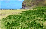 Habit Vigna marina (beach bean); habit. Halawa Bay, Molokai, Hawaii, USA. May 2005.
