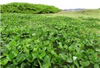 Habit Vigna marina (beach bean); habit. Waihee Coastal Preserve, Maui, Hawaii, USA. June 2016.