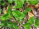 Habit Vigna marina (beach bean); habit, showing leaves. Kipahulu Camp, Haleakala National Park, Maui, Hawaii, USA. February 2009.