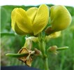 Flowers Vigna marina (beach bean); flowers and developing seed pods. Waihee Coastal Preserve, Maui, Hawaii, USA. June 2016.