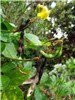 Flowers and seed pods Vigna marina (beach bean); flowers and seed pods. MISC HQ Piiholo, Maui, Hawaii, USA. December 2013.