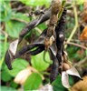 Seed pods Vigna marina (beach bean); mature seed pods. MISC HQ Piiholo, Maui, Hawaii, USA. December 2013.