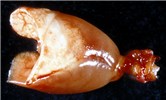 Cover for chlamydial infections of livestock and poultry