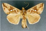 Adult Chrysodeixis eriosoma (green looper caterpillar); adult. Museum set specimen.