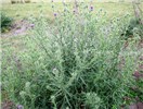 Habit Growth form showing extensive branching and abundant flowers.
